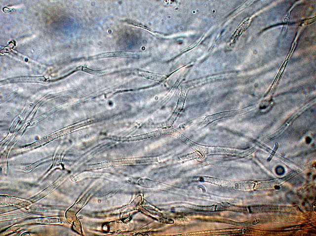 Galerina stylifera   (G.F. Atk.) A.H. Sm. & Singer